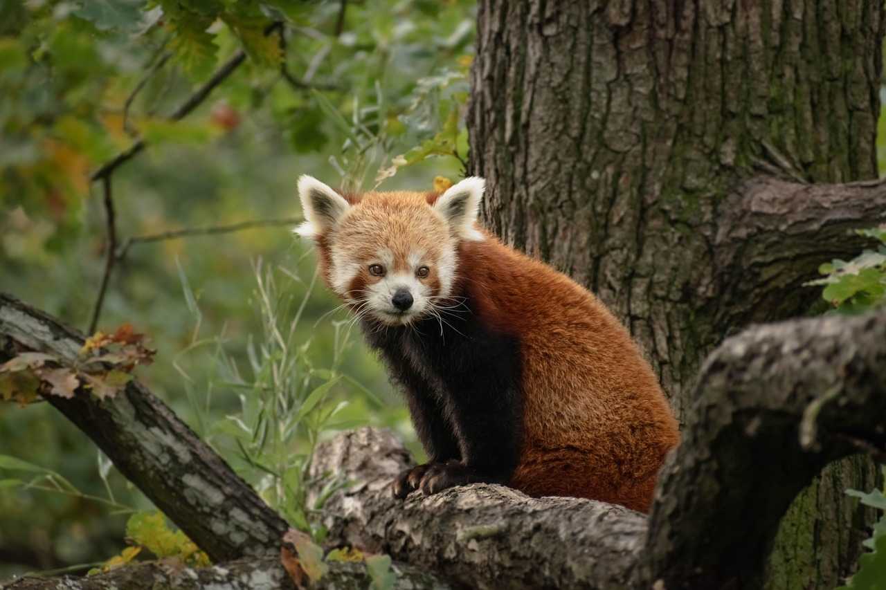 Quel animal est le père de Kung Fu Panda ?